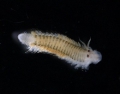 Polychaeta (bristle worms)