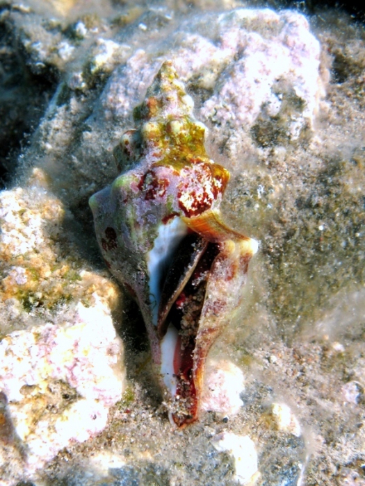 Fasciolaria lignaria Fasciolaria lignaria