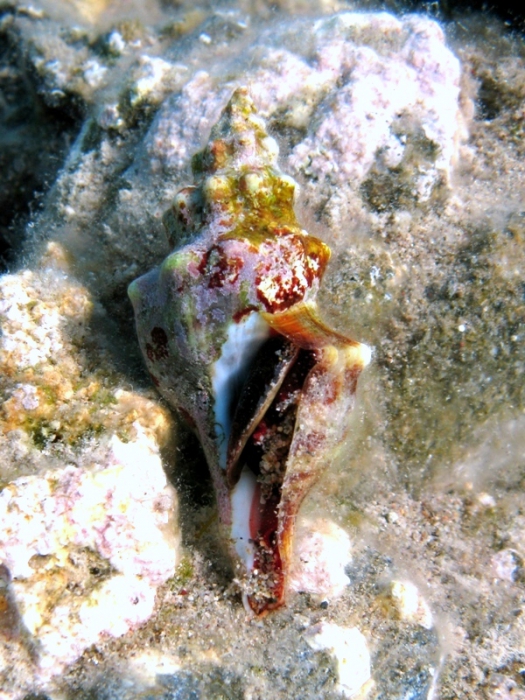 Fasciolaria lignaria