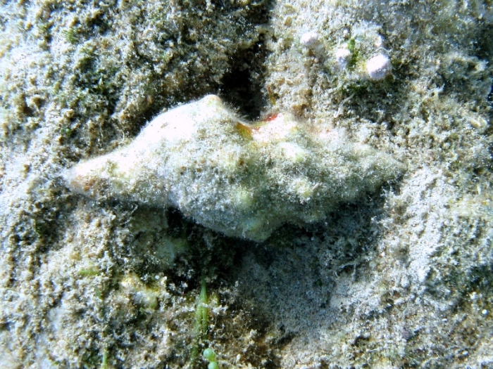 Fasciolaria lignaria Fasciolaria lignaria