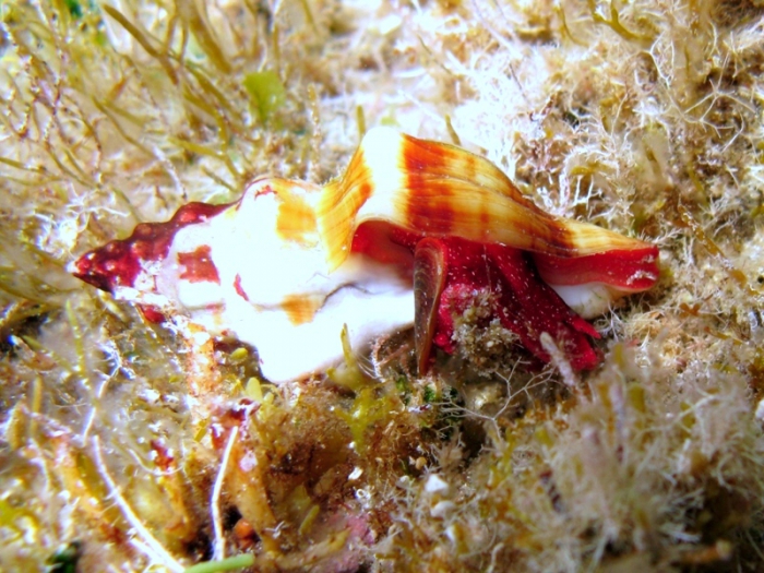 Fasciolaria lignaria Fasciolaria lignaria