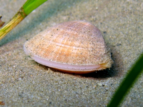 Mactra stultorum