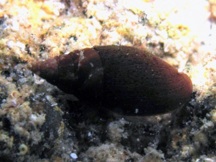 Mitra cornicula