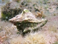 Mollusca (molluscs)