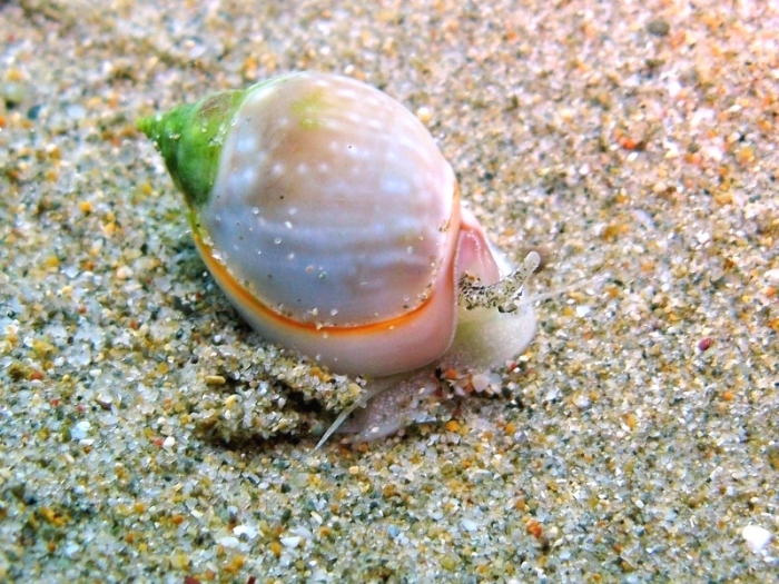 Nassarius gibbosulus