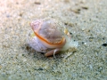 Mollusca (molluscs)