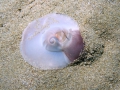 Mollusca (molluscs)