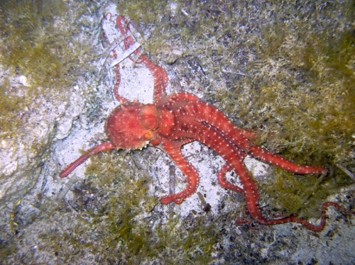 Callistoctopus macropus