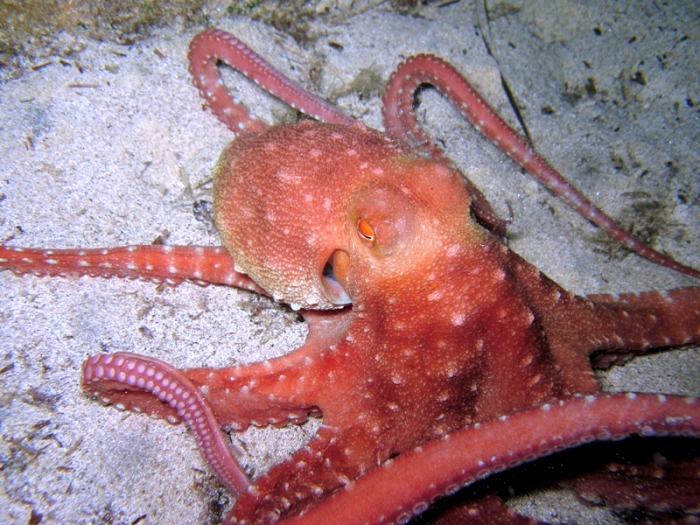 Callistoctopus macropus