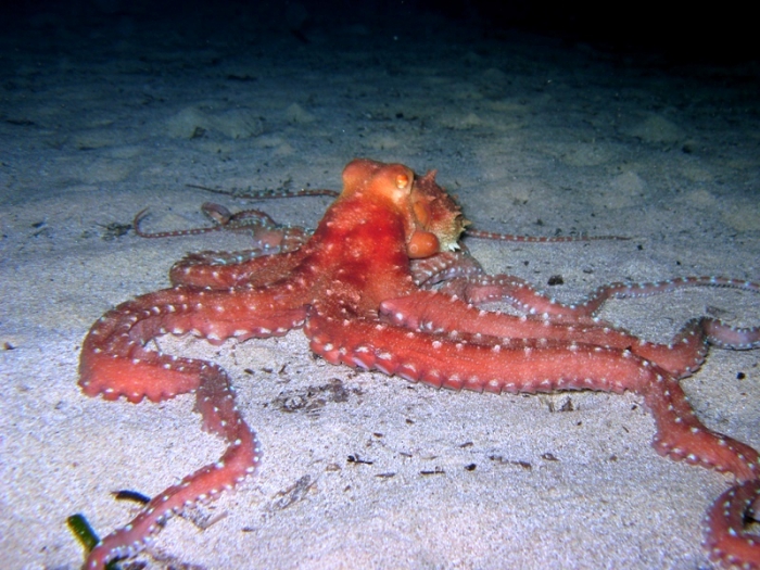 Callistoctopus macropus