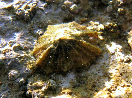 Patella caerulea