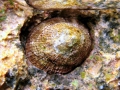 Mollusca (molluscs)