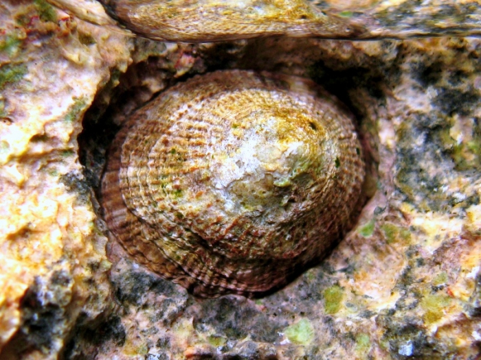 Patella rustica Patella rustica