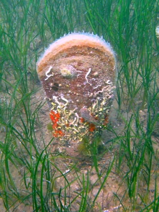 Pinna nobilis