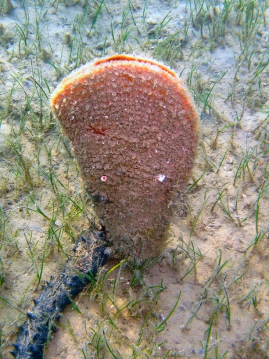 Pinna nobilis