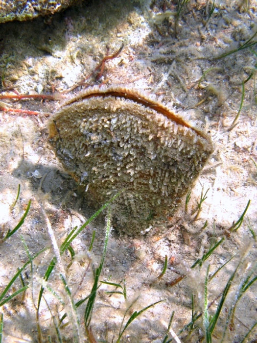 Pinna nobilis