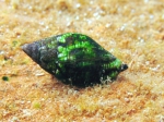 Caenogastropoda