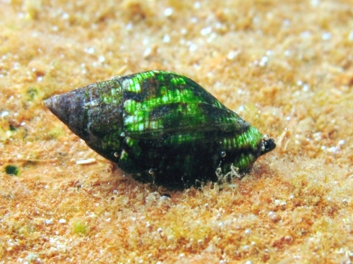 Pisania striata