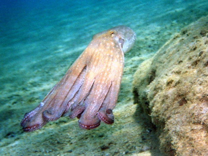 Octopus vulgaris