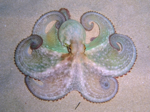 Octopus vulgaris