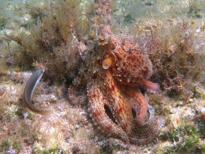 Octopus vulgaris