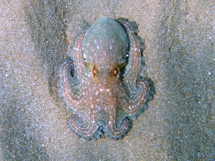 Octopus vulgaris