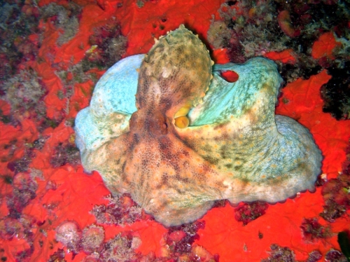 Octopus vulgaris