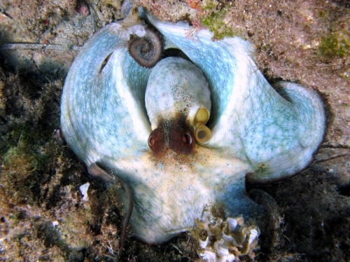 Octopus vulgaris