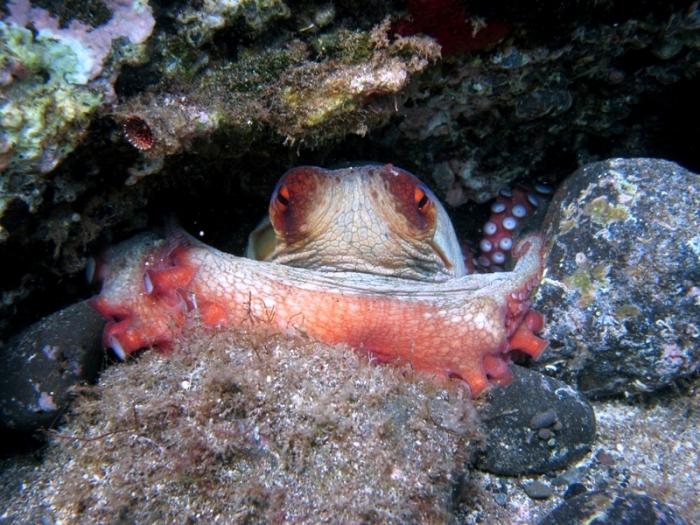 Octopus vulgaris