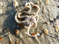 Echinodermata (echinoderms)