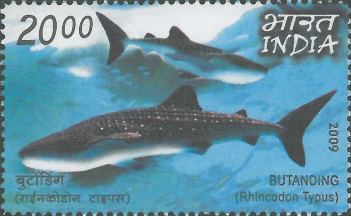 Rhincodon typus