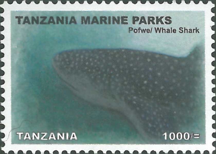 Rhincodon typus Rhincodon typus