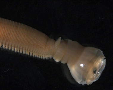 Glycera alba Glycera alba