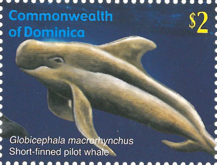 Globicephala macrorhynchus