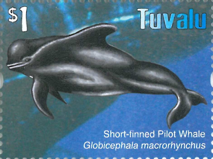 Globicephala macrorhynchus