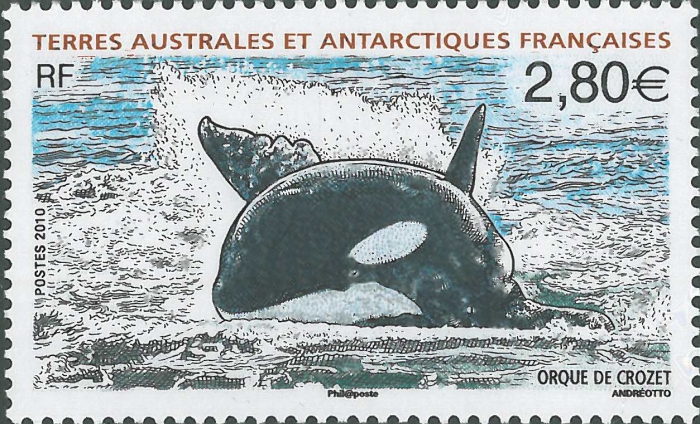 Orcinus orca