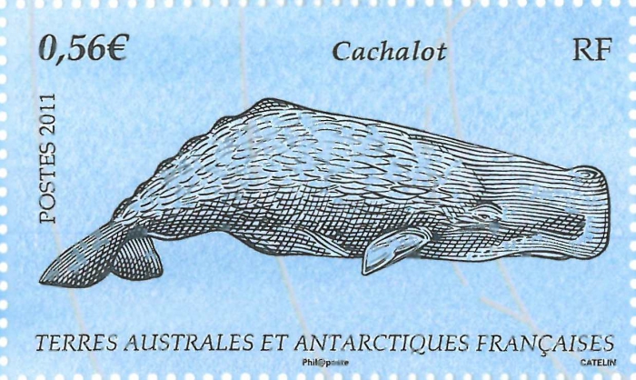 Physeter macrocephalus