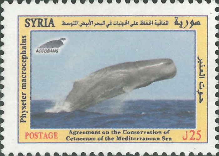 Physeter macrocephalus