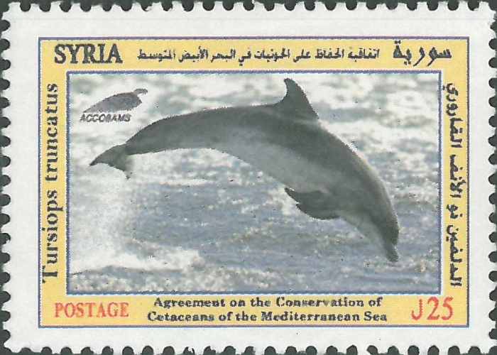 Tursiops truncatus