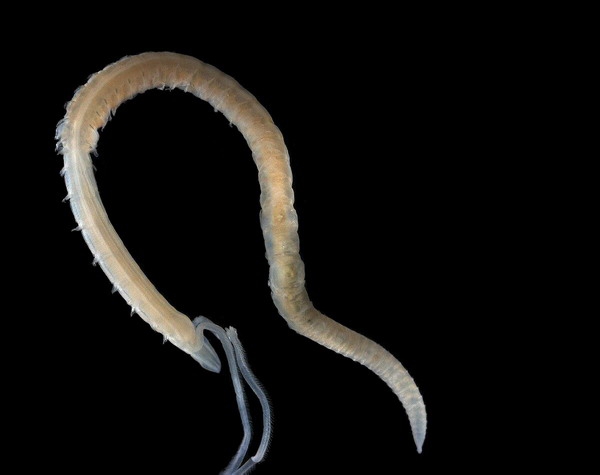 Magelona johnstoni Magelona johnstoni