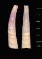 Pulsellum falklandicum  (Dell, 1964)