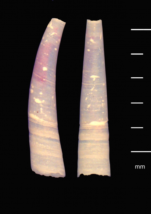 Pulsellum falklandicum  (Dell, 1964)