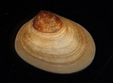 Mysella bidentata