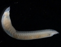 Polychaeta (bristle worms)