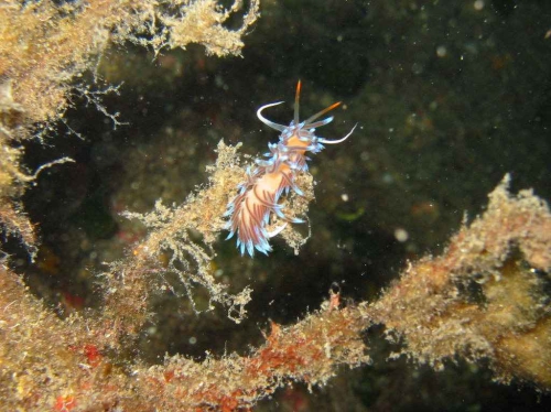 Nudibranch