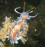 Nudibranchia