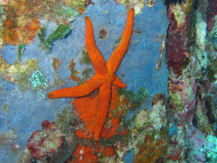 Starfish, Polypora Starfish, Polypora