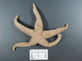 Echinodermata (echinoderms)