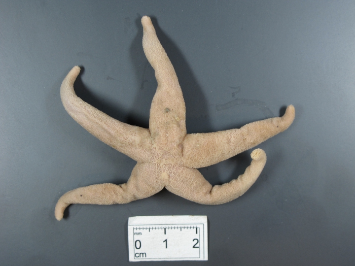Henricia scabrior Henricia scabrior