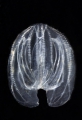 Ctenophora (sea gooseberries)